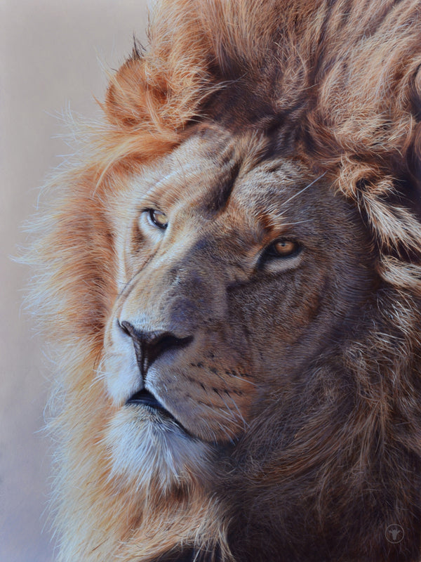 Sam Dolman Jari Lion Fine Art, Front image
