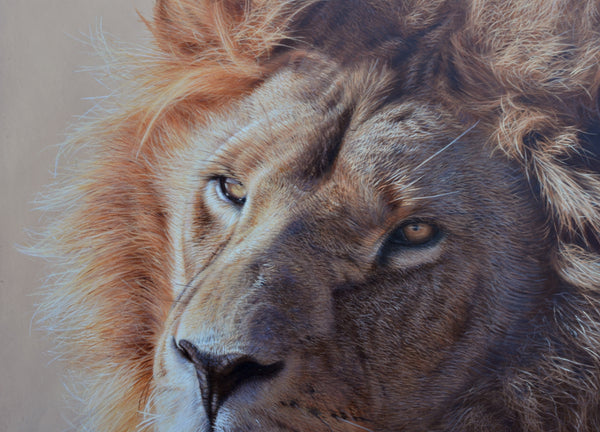 Sam Dolman Jari Lion Fine Art, Front image, crop