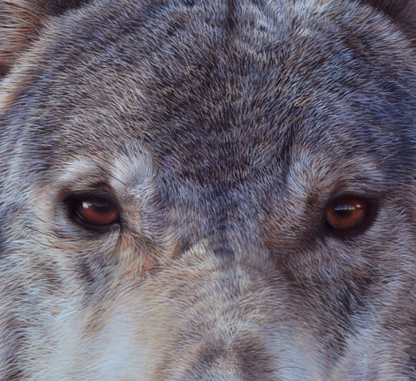 Sam Dolman Lupe Wolf Wall Art,  Close up