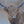 Daphne full frontal, cow painting