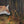 INTO THE WOODS - Fox Original oil painting