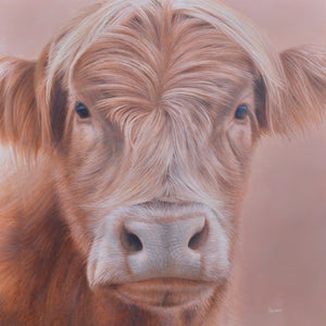 Maisie, highland cow on paper, limited edition print