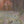 Wanderers full front, rabbit oil painting, original hare, woodland scene